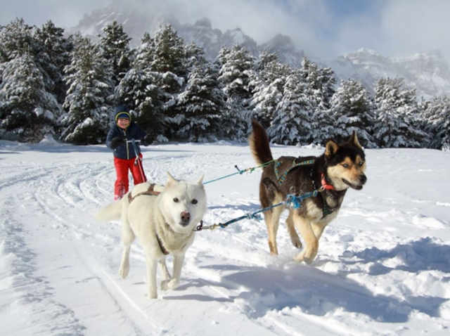  Mushing für Kinder 